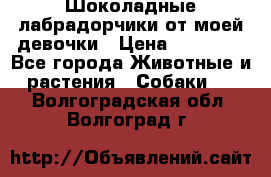 Шоколадные лабрадорчики от моей девочки › Цена ­ 25 000 - Все города Животные и растения » Собаки   . Волгоградская обл.,Волгоград г.